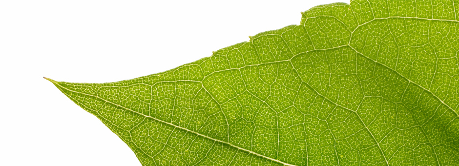 Leaf-01