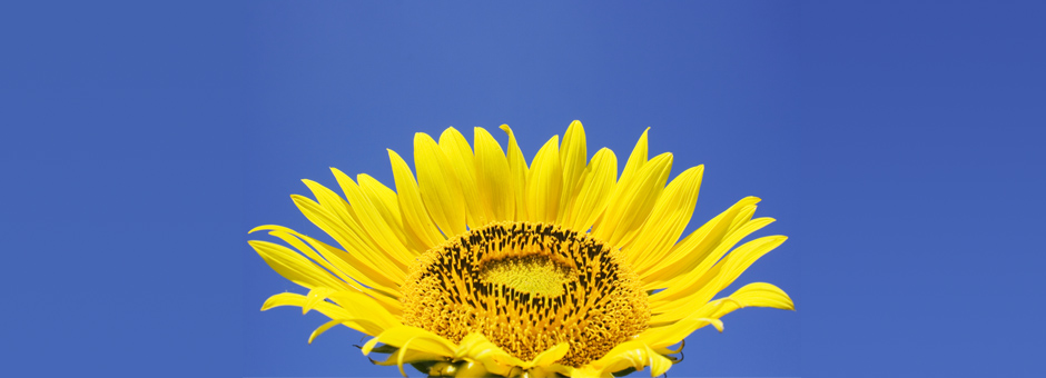 Sunflower-01